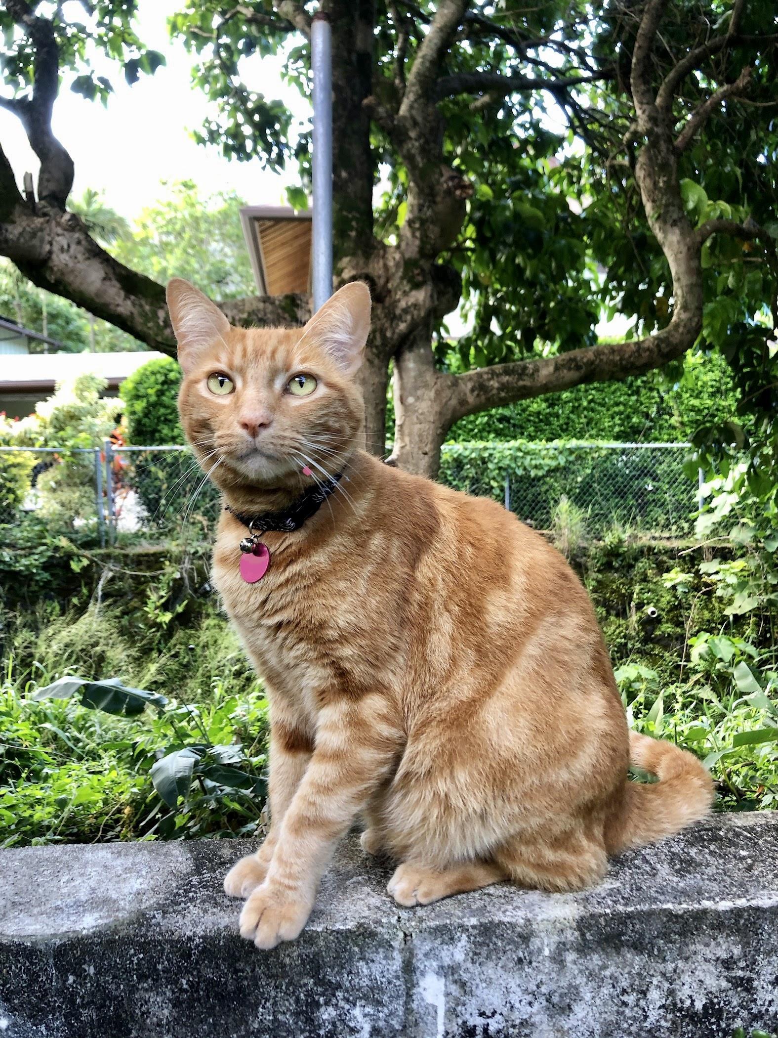 Ms. Kelly's cat Bernie