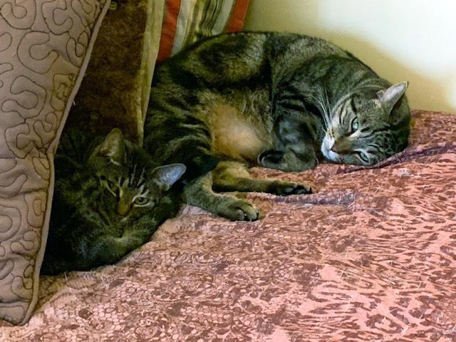 Madame Schlesser's pet cats Makana and Felix all curled up!