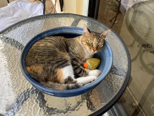 Fred finds herself in a bowl