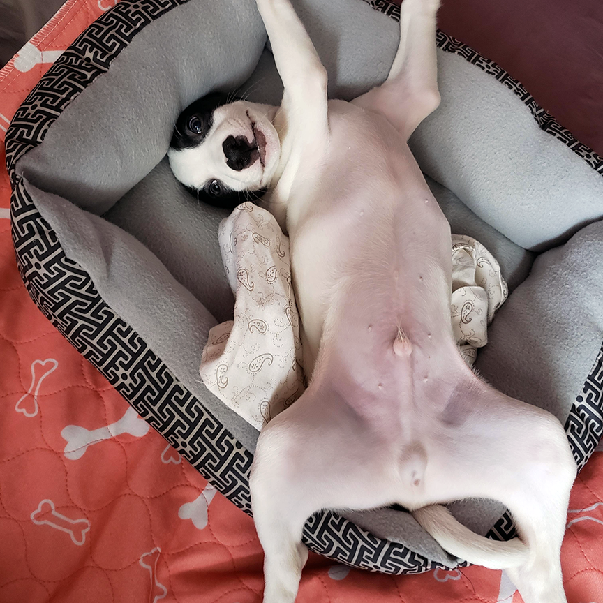 Ms. Cathy Camacho's dog Panda. He was only a week old when he was found on the side of the road with his siblings. 