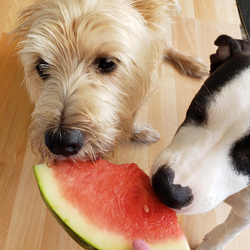 Penny and Panda enjoying some watermelon on a hot day!