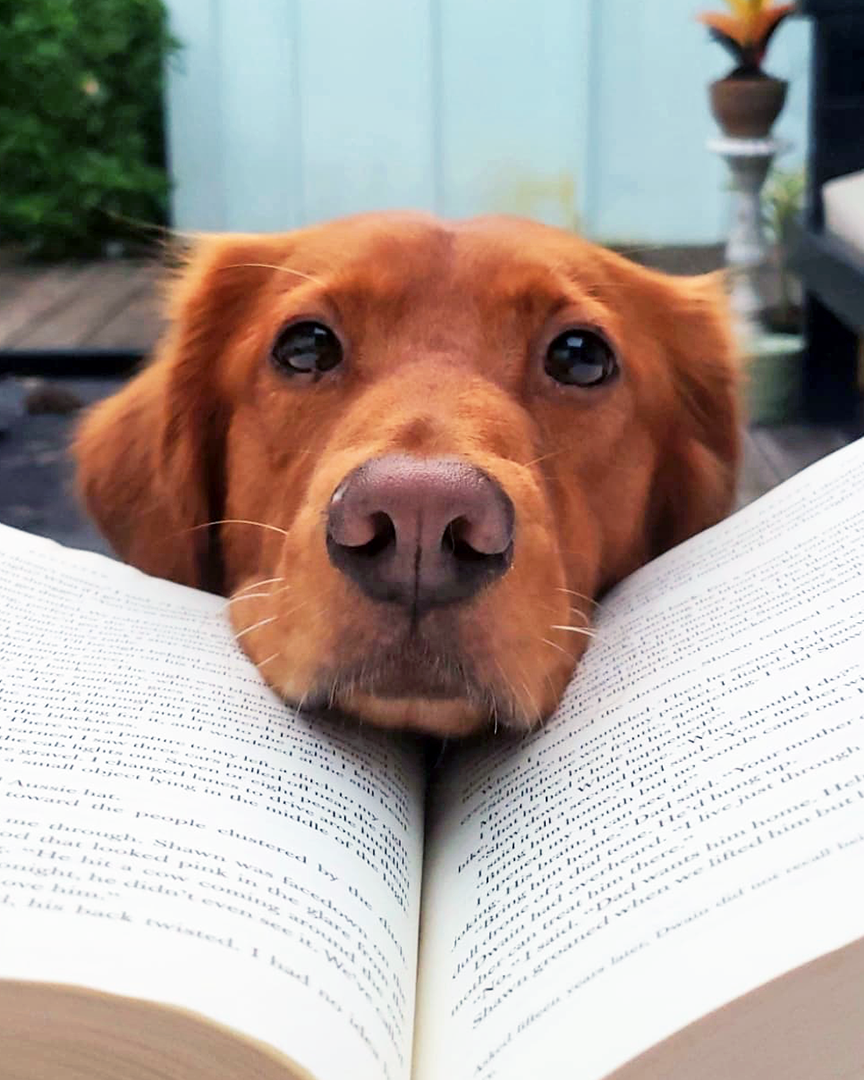 Cali trying to get into a good book.